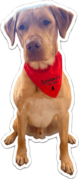 Kash, the Gouger's Tree Care dog, in his company bandana