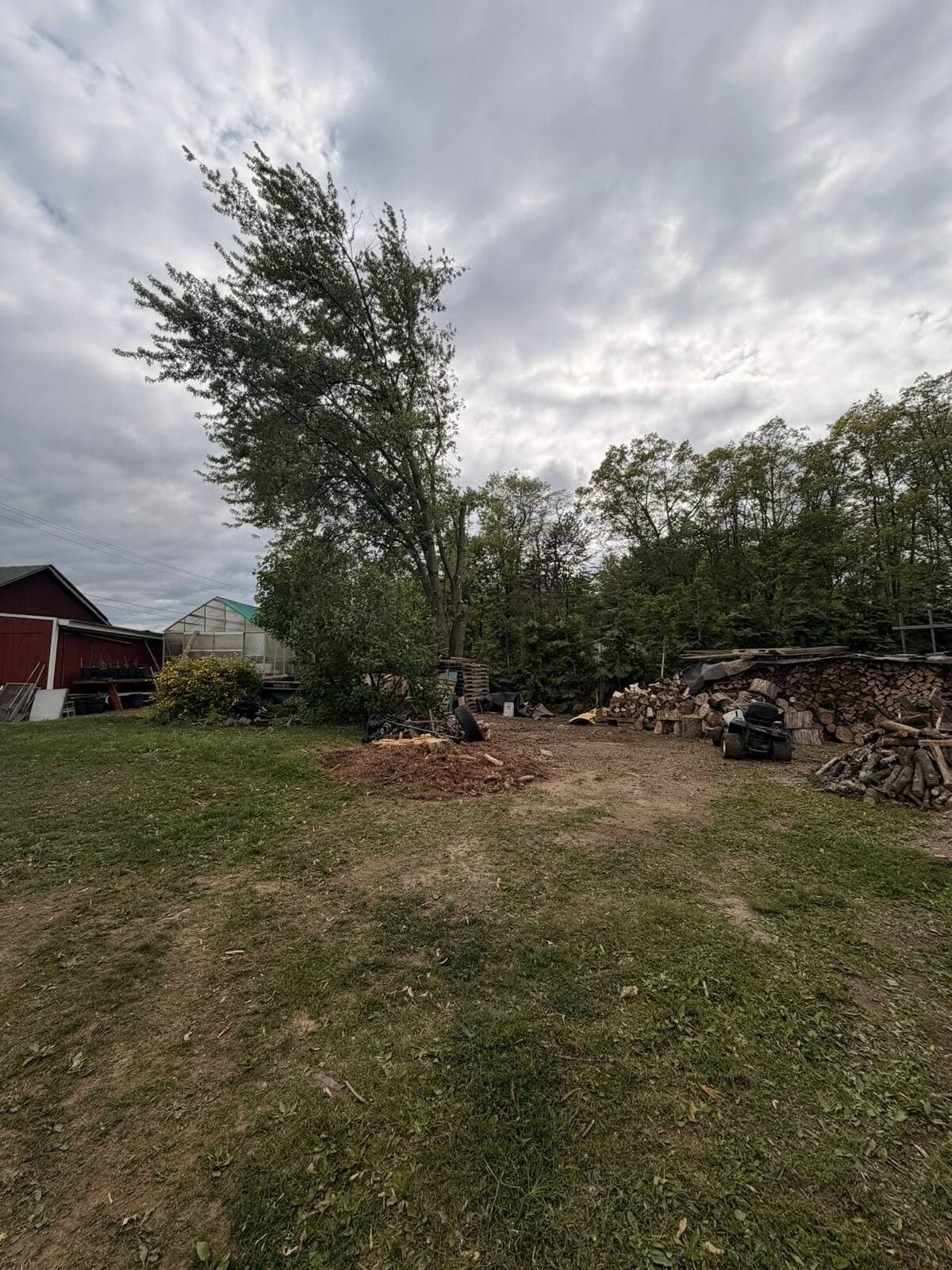 May be an image of tree and grass