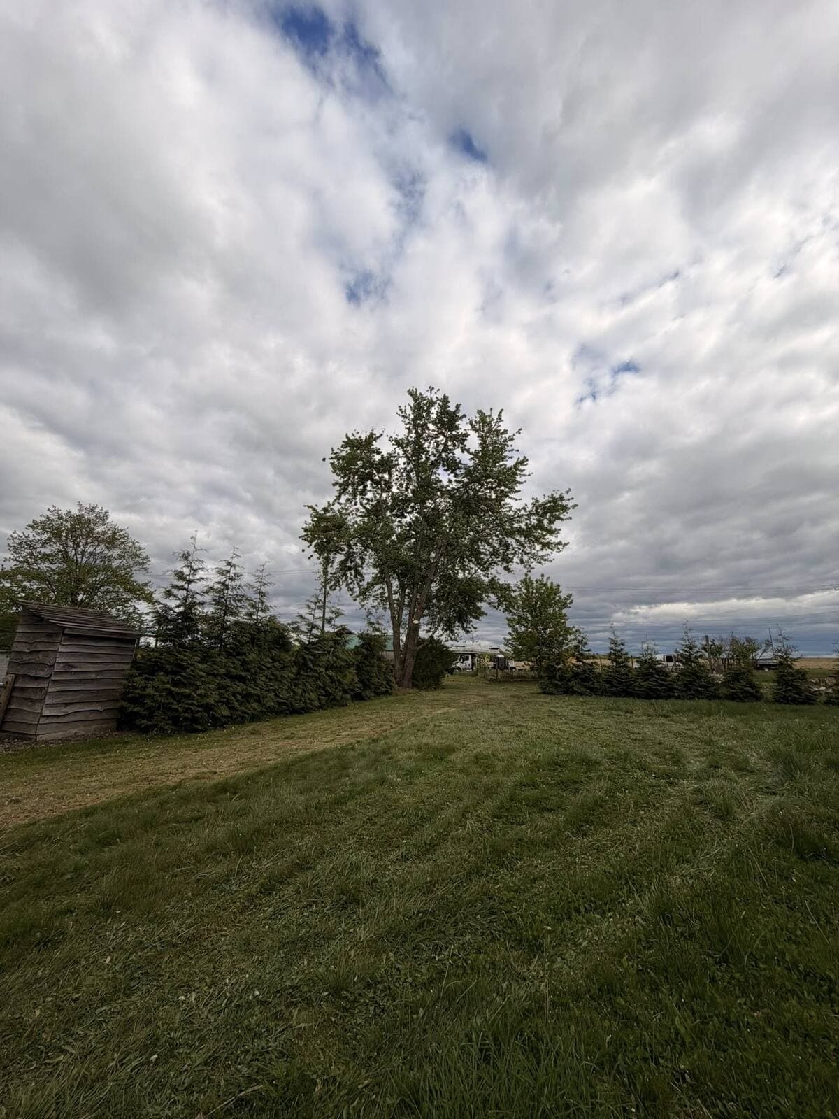May be an image of grass