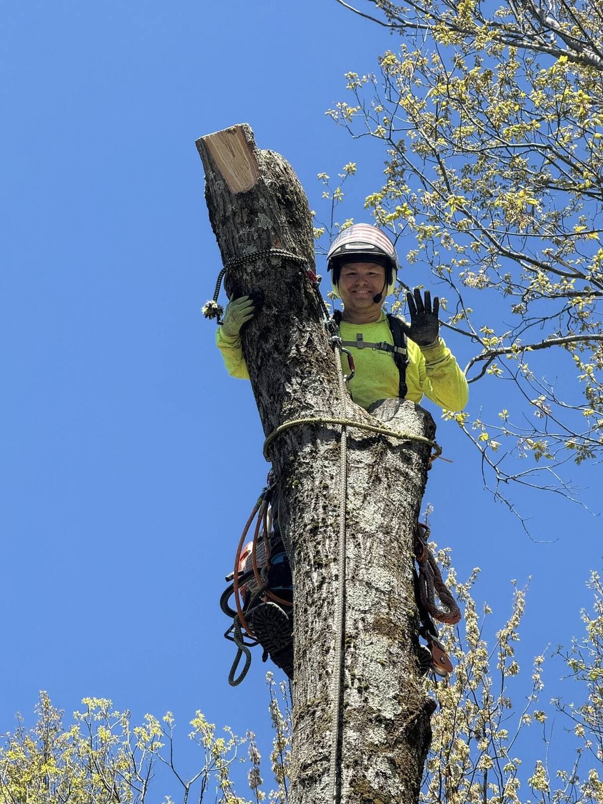 May be an image of tree