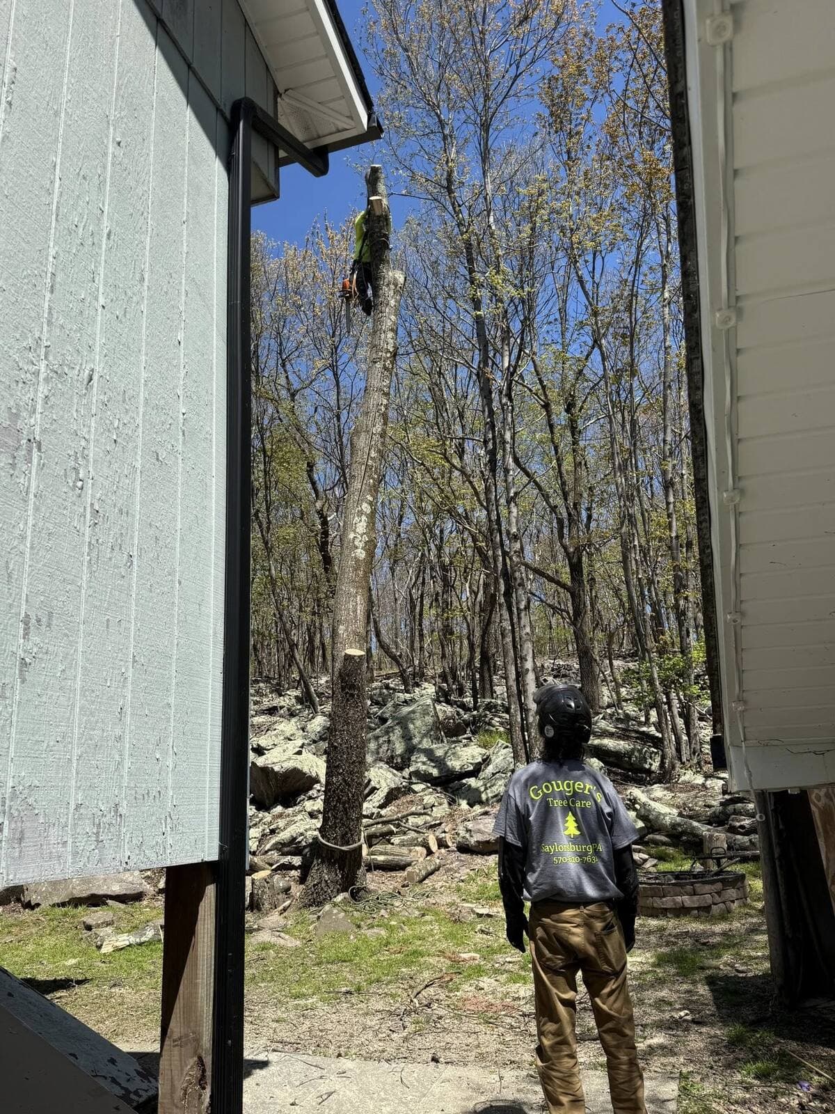 A Gouger's Tree Care climber high on a tree spar between two buildings in the Poconos