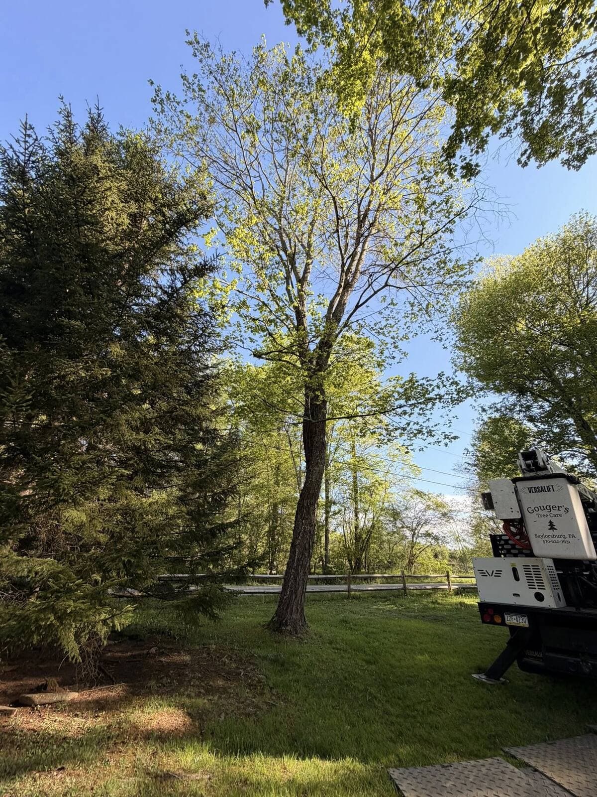 May be an image of grass and tree
