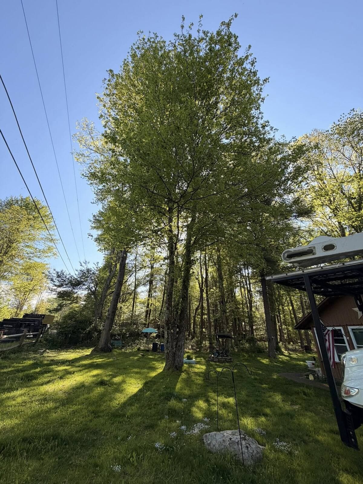 May be an image of tree and grass