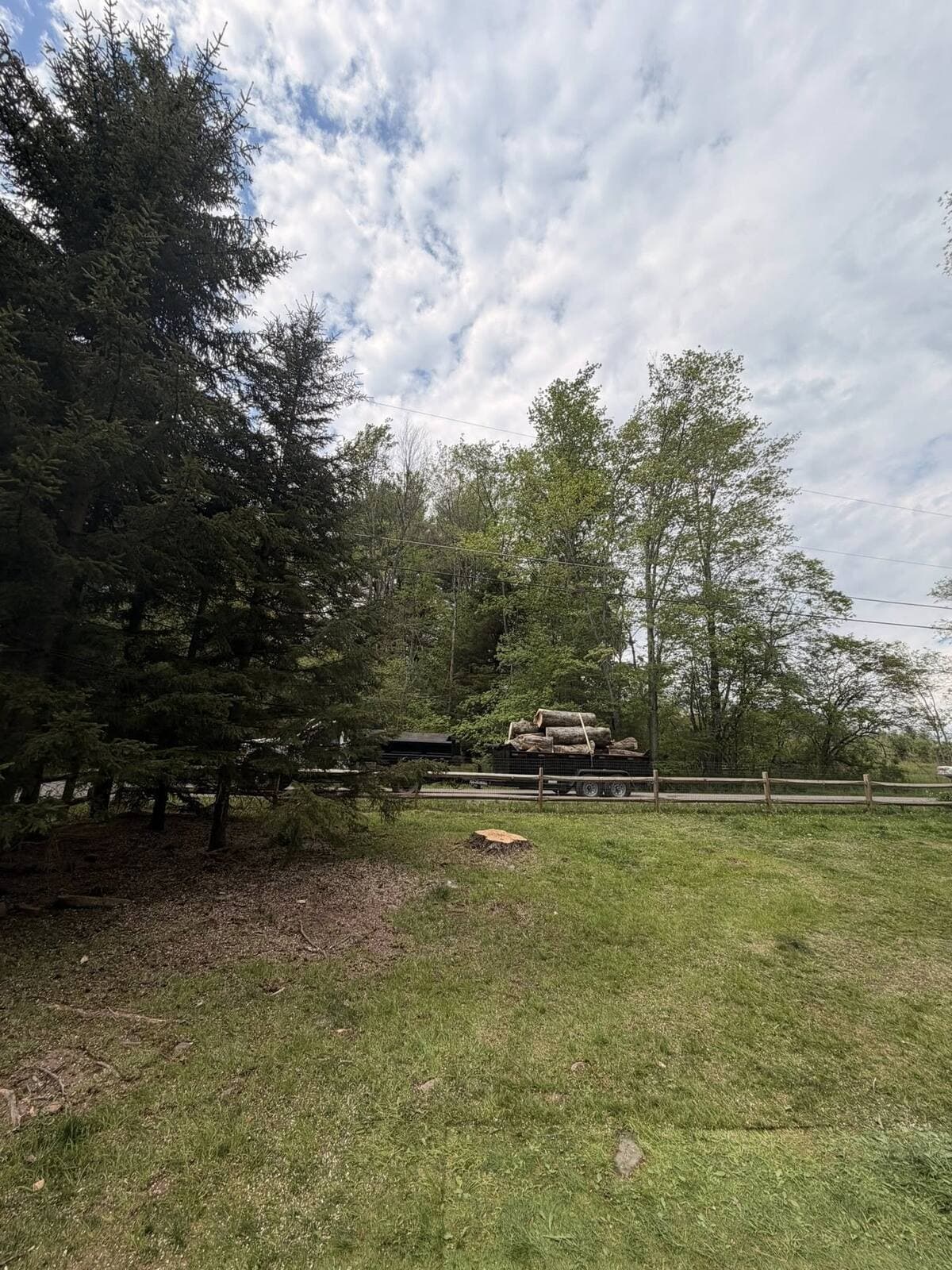 May be an image of tree and grass