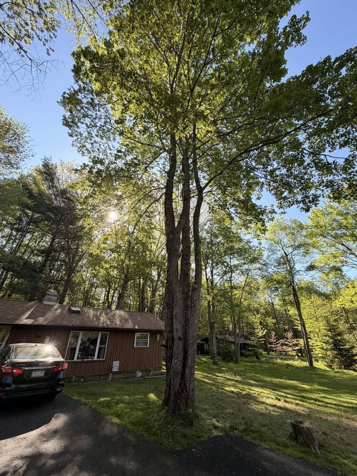 May be an image of tree