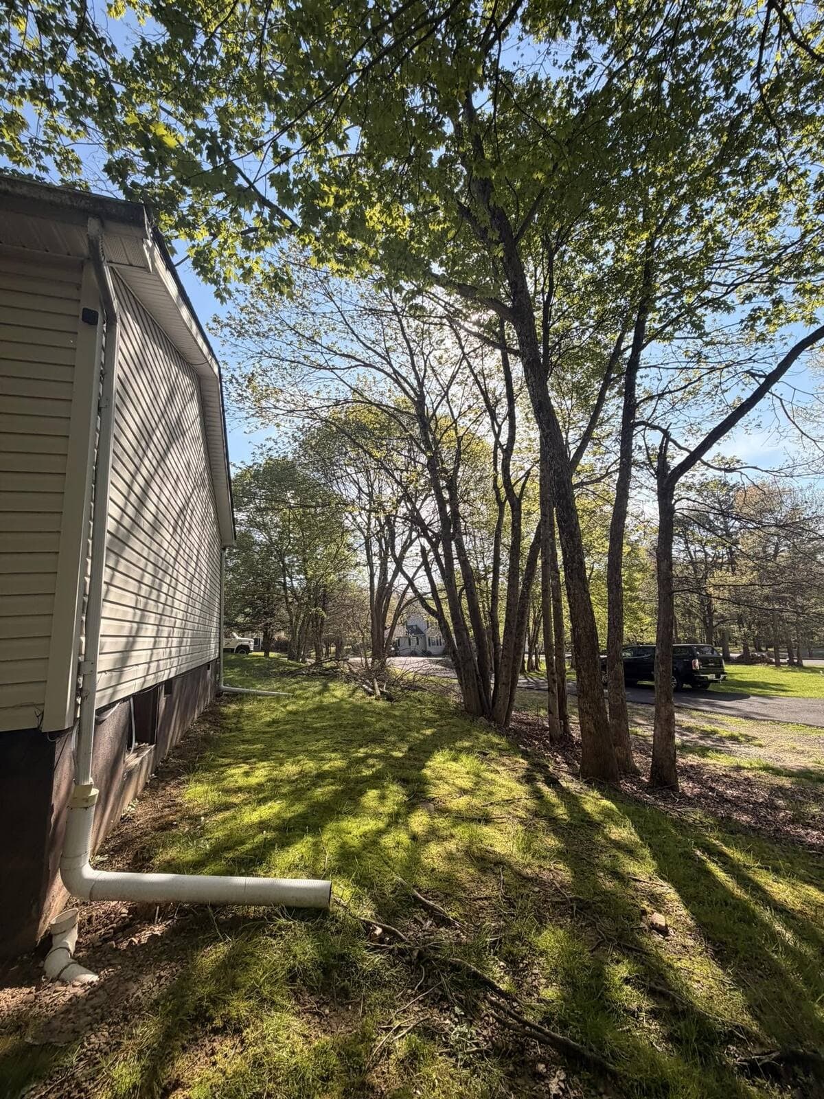 May be an image of tree and grass