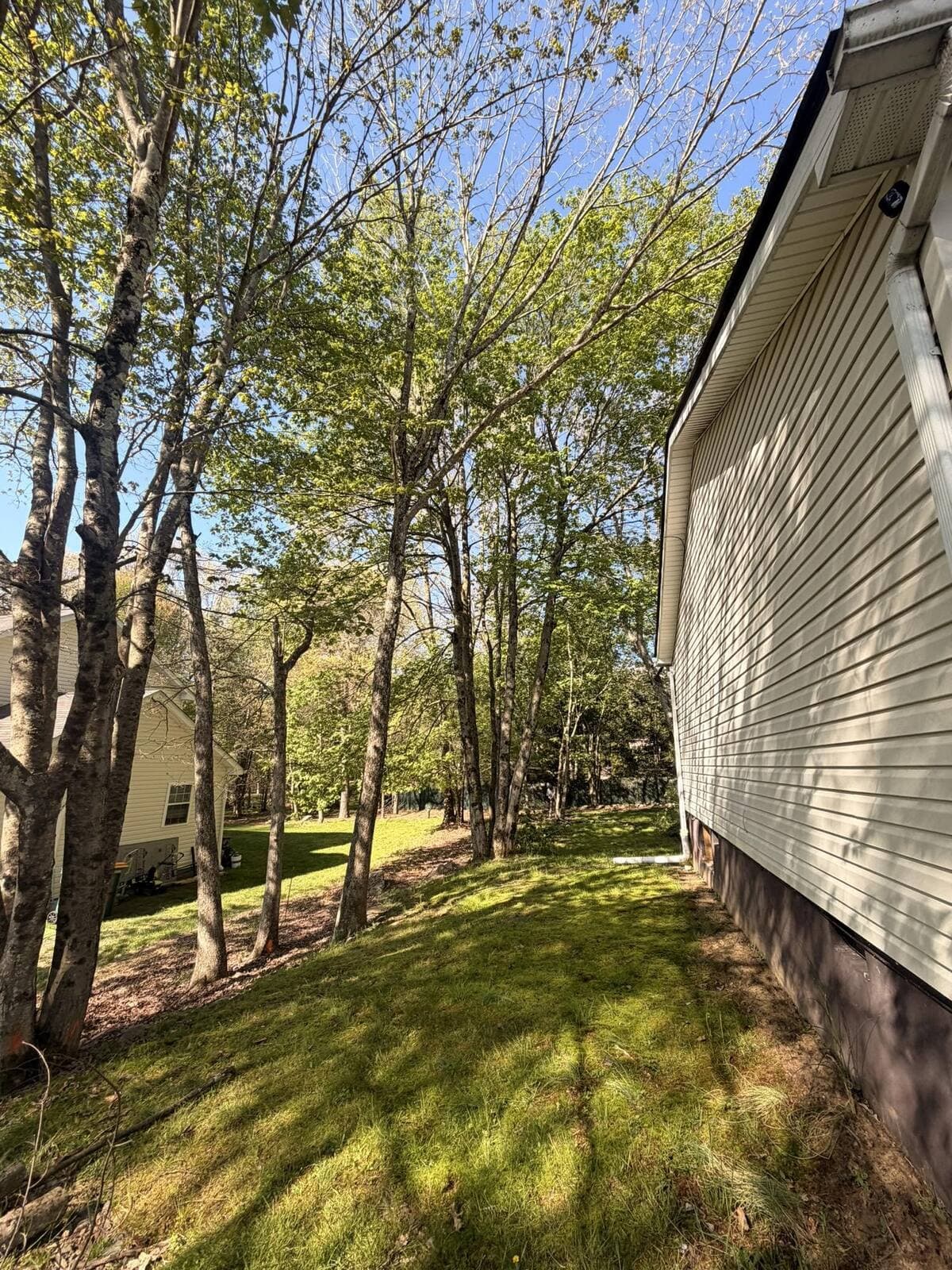 May be an image of tree and grass