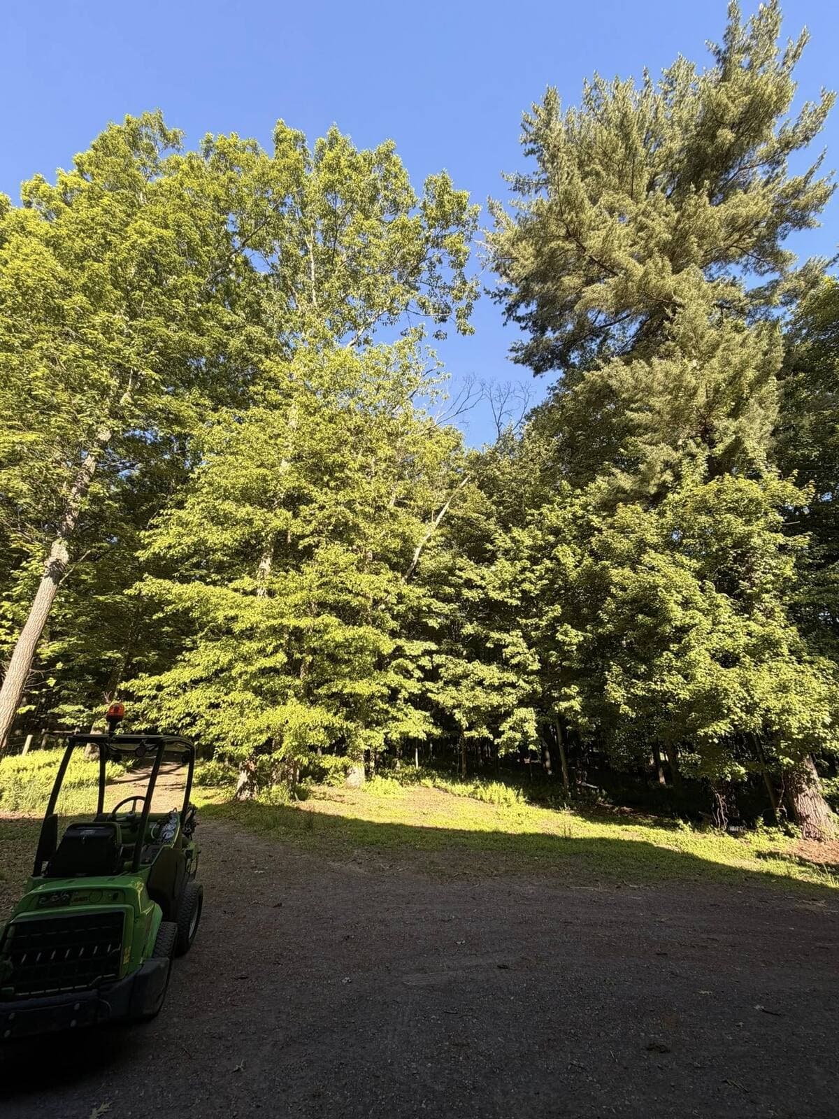 May be an image of golf cart, grass and tree