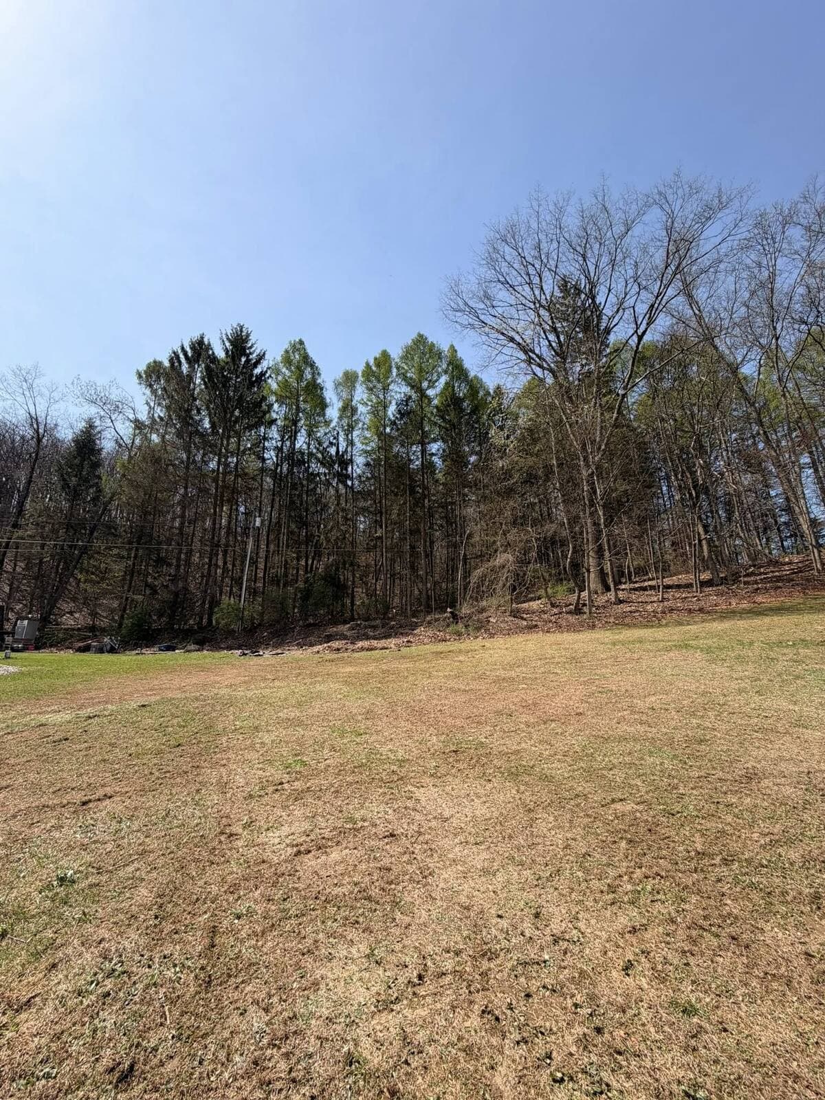 May be an image of grass and tree