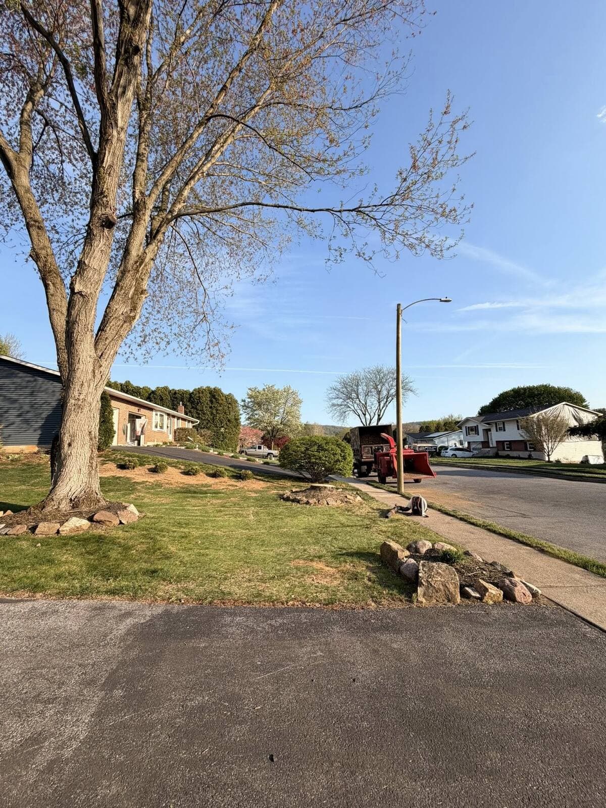 May be an image of grass and tree
