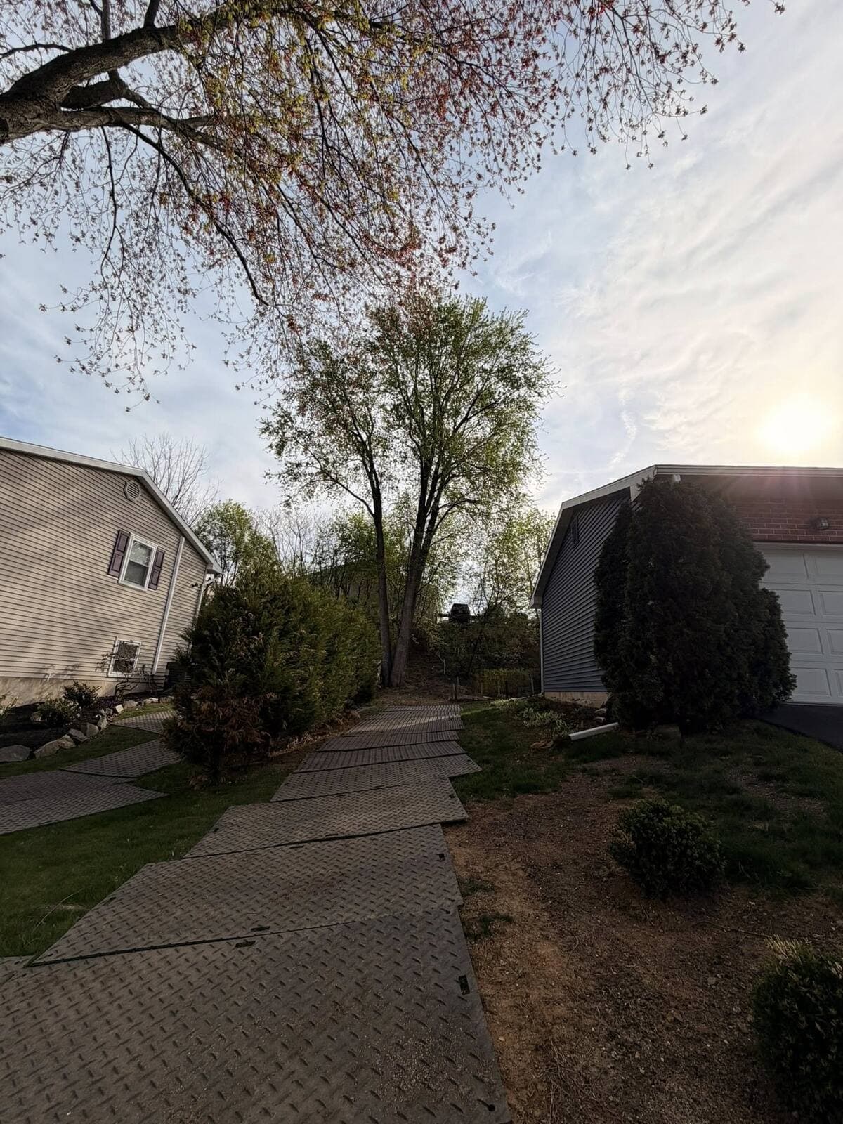 May be an image of tree and grass