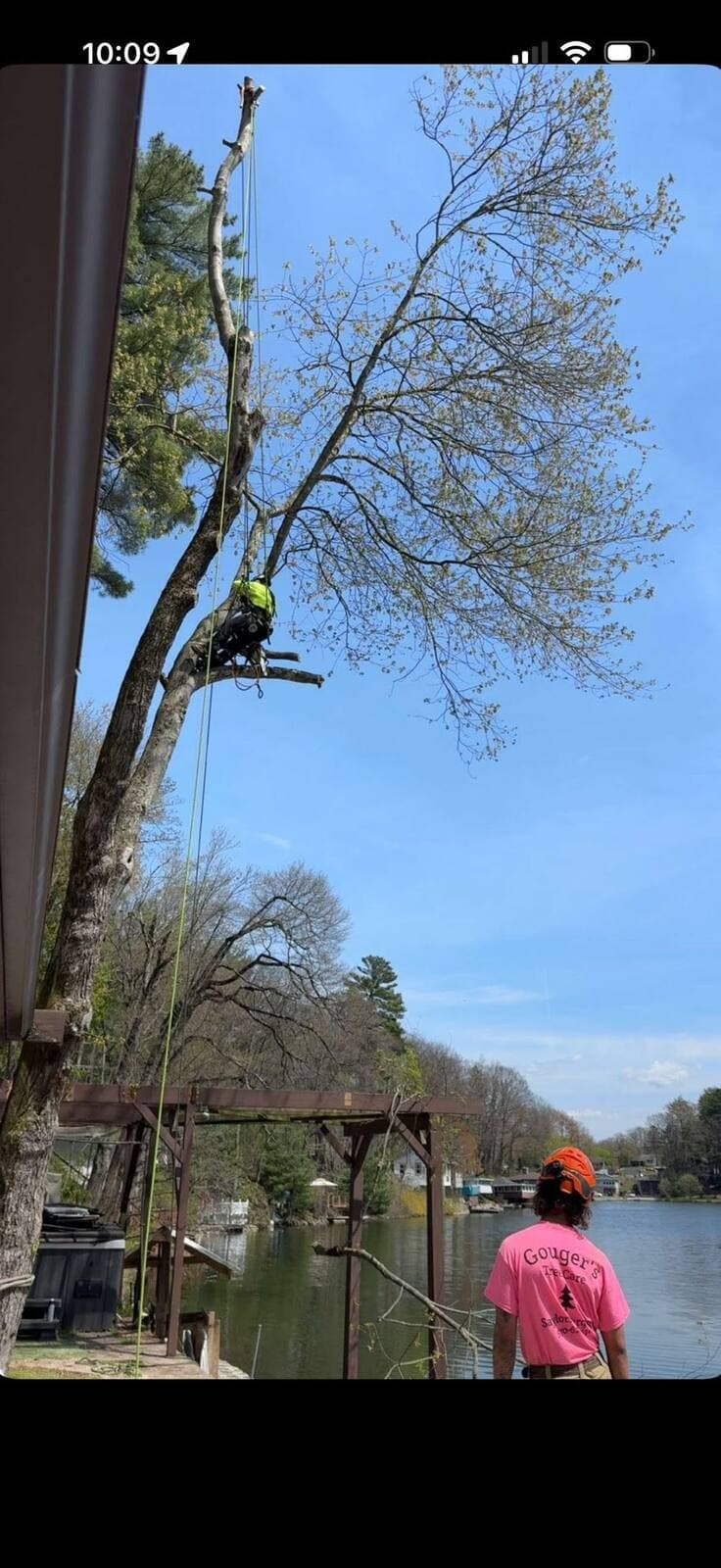 May be an image of tree