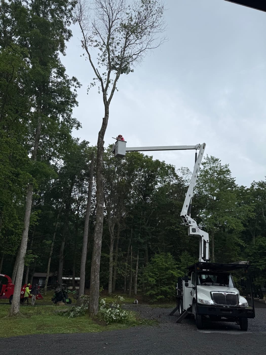 Gouger's 70ft bucket truck extended high into a tall tree takedown on a wooded Poconos lot