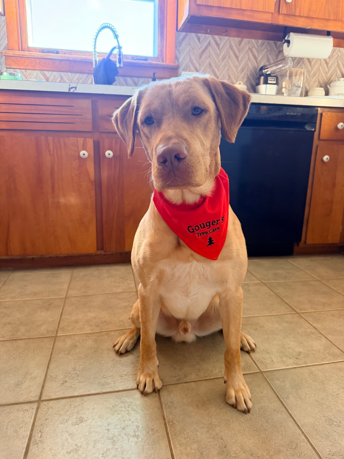 Kash the dog sitting proud in his red Gouger's Tree Care bandana