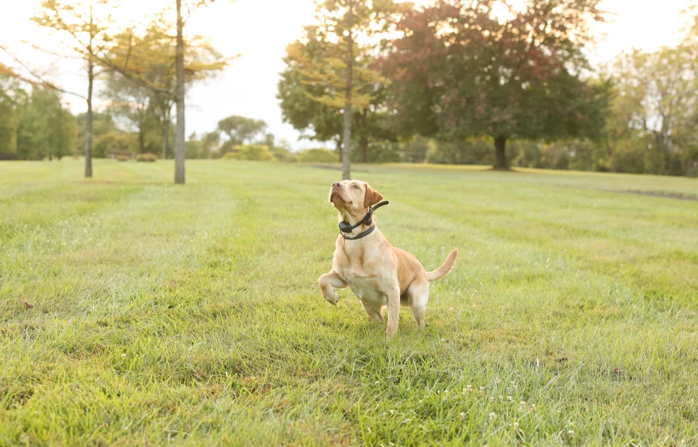 Kash mid-leap chasing a ball across a field of fresh-cut grass